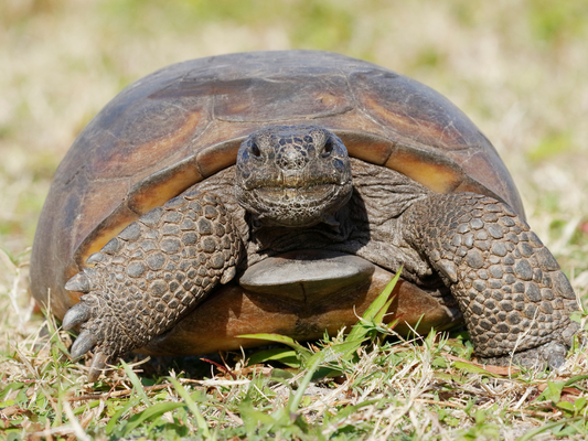How Your Candle Purchase Helps Protect Endangered Species