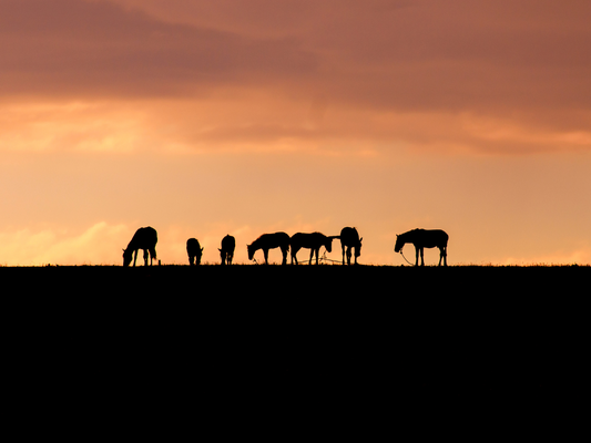 Illuminating Change How Candiva Supports Wildlife Conservation